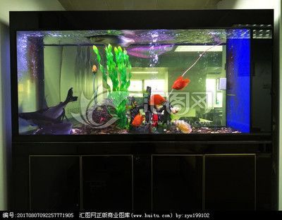 龍魚在魚缸上層不動（龍魚在魚缸上層不動可能由以下幾個原因引起：原因引起）