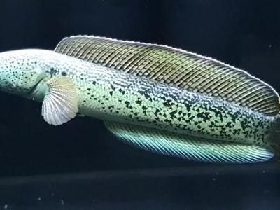 雷龍魚分多少種（雷龍魚品種價(jià)格對(duì)比雷龍魚色彩變化原因雷龍魚色彩變化）
