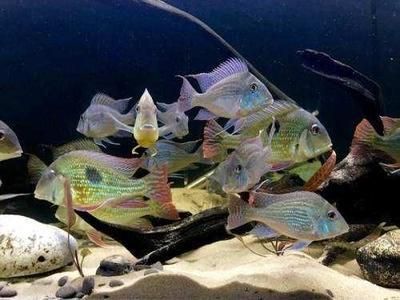 雷龍魚分多少種（雷龍魚品種價(jià)格對(duì)比雷龍魚色彩變化原因雷龍魚色彩變化）