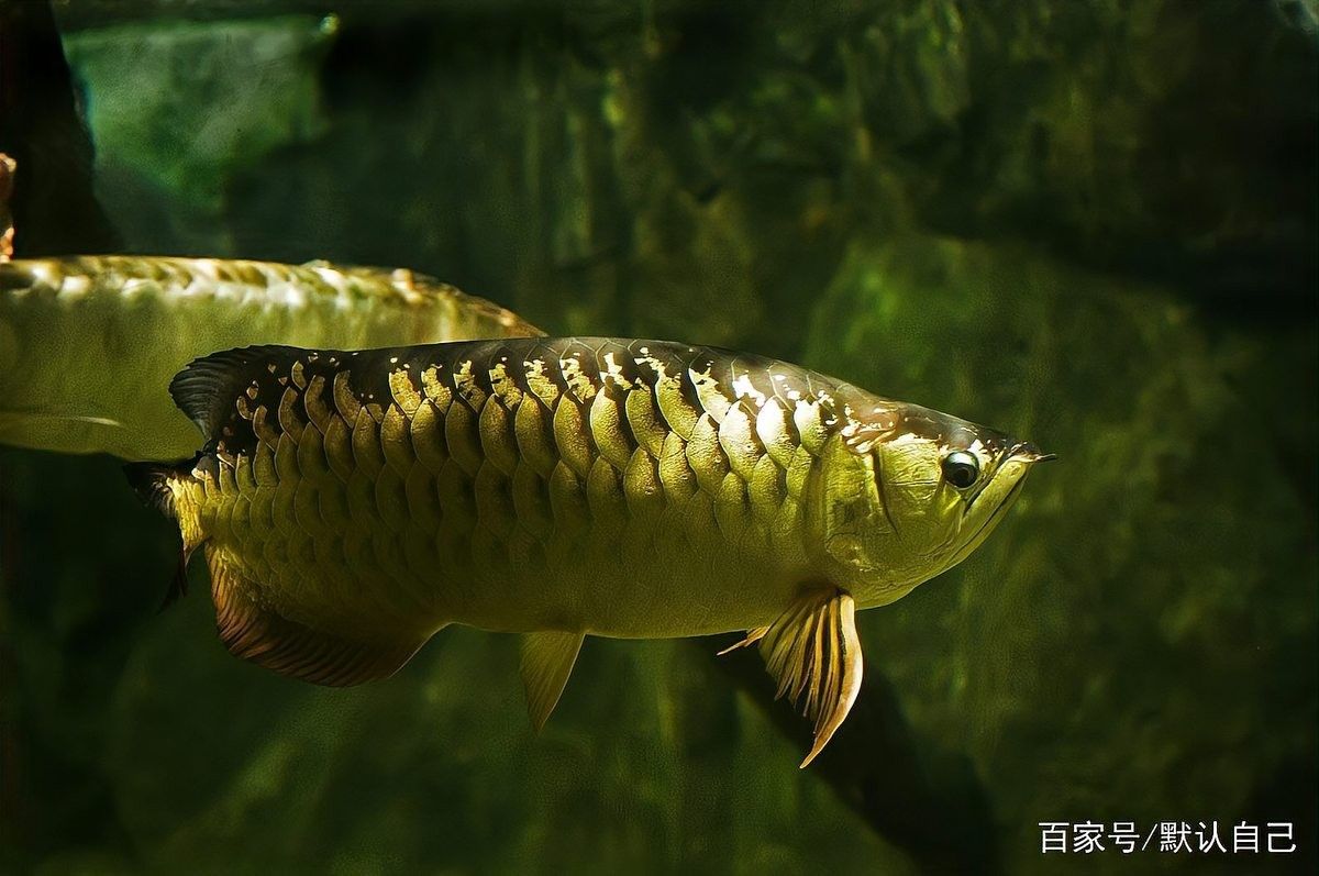 青龍魚海水魚怎么養
