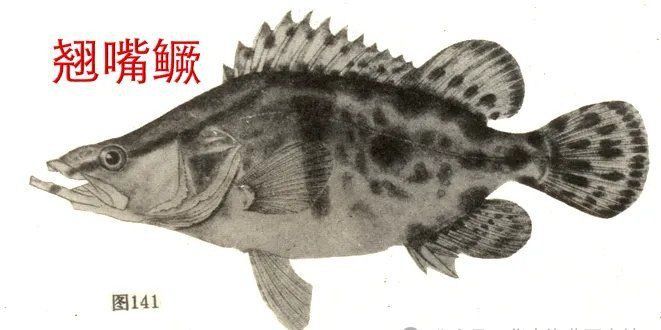 鱖魚的生活習性