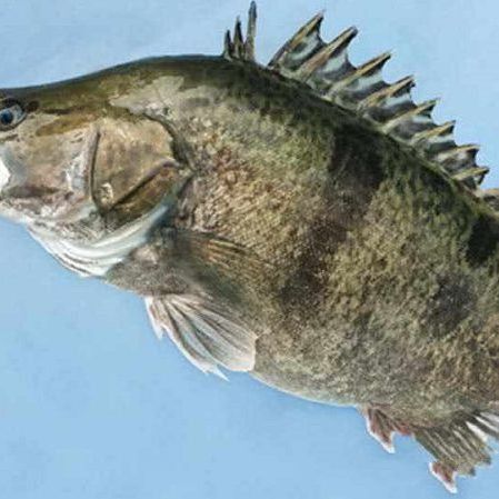 鱖魚的生活習性