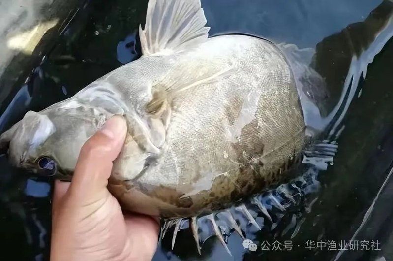 鱖魚的生活習性