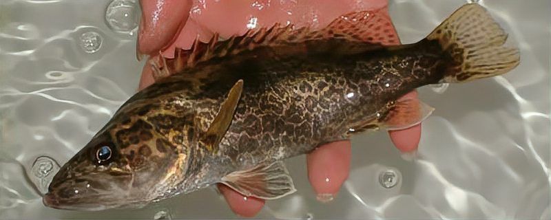 鱖魚的生活習性