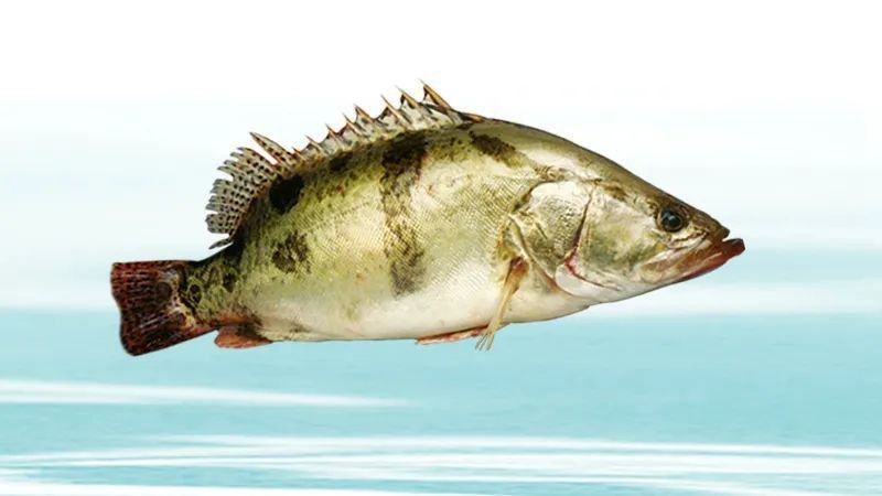 鱖魚的生活習性