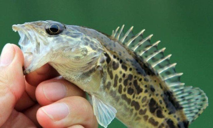 鱖魚的生活習性
