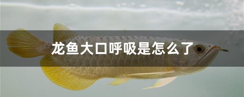 龍魚張嘴呼吸需要多久恢復？