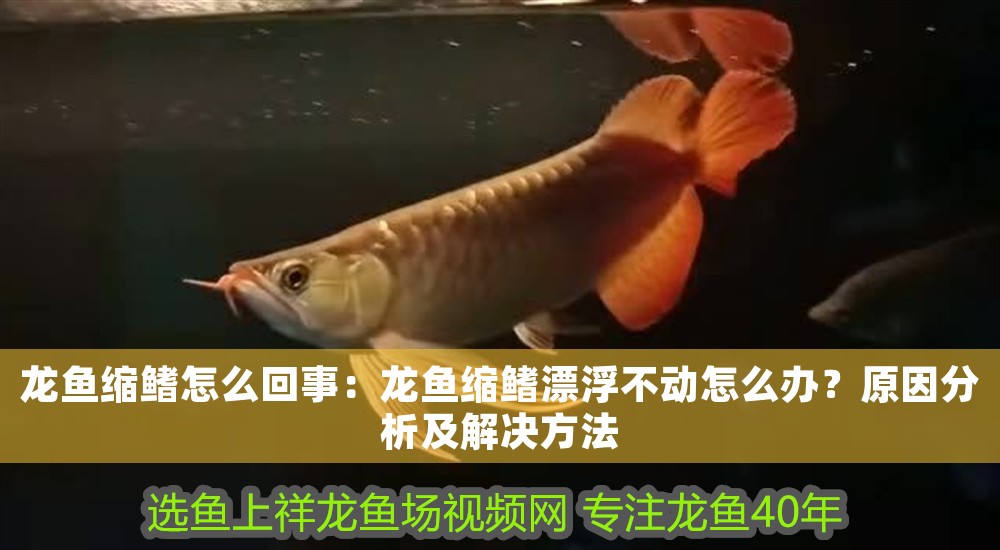龍魚縮鰭怎么回事：龍魚縮鰭漂浮不動怎么辦？原因分析及解決方法 龍魚縮鰭怎么回事：龍魚縮鰭漂浮不動怎么辦？原因分析及解決方法 龍魚百科 第1張