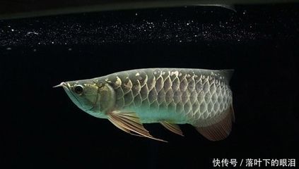龍魚到新環(huán)境不吃東西會(huì)對(duì)其健康產(chǎn)生影響，可能導(dǎo)致死亡：龍魚到新環(huán)境不吃東西會(huì)對(duì)健康產(chǎn)生影響，可能導(dǎo)致死亡