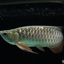 龍魚到新環(huán)境不吃東西會(huì)對(duì)其健康產(chǎn)生影響，可能導(dǎo)致死亡：龍魚到新環(huán)境不吃東西會(huì)對(duì)健康產(chǎn)生影響，可能導(dǎo)致死亡