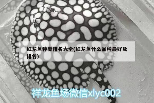 紅龍魚種類排名前十名品種有哪些（紅龍魚品種排名前十名）