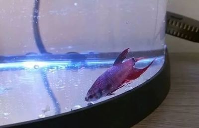 紅龍魚怎么養水質好（紅龍魚怎么養水質好一點）