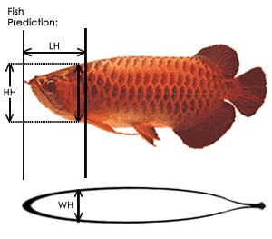 紅龍魚掉眼了還能開燈嗎視頻教程全集下載（紅龍魚掉眼了還能開燈嗎視頻教程全集下載）