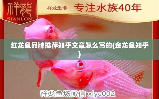 紅龍魚哪個(gè)品牌好：紅龍魚哪個(gè)品牌好，紅龍魚品牌在市場熱銷紅龍魚品牌