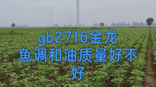 金禾金龍魚哪個系列性價比最高？