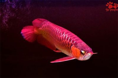 龍魚不正常的表現(xiàn)有哪些:龍魚不正常的表現(xiàn) 龍魚百科 第4張 龍魚不正常的表現(xiàn)有哪些:龍魚不正常的表現(xiàn) 龍魚不正常的表現(xiàn)有哪些:龍魚不正常的表現(xiàn) 龍魚百科 第4張