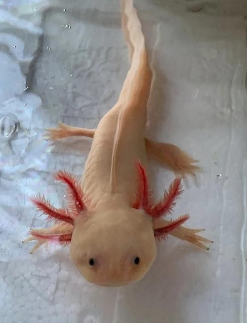 如何區分不同品種的六角龍魚？