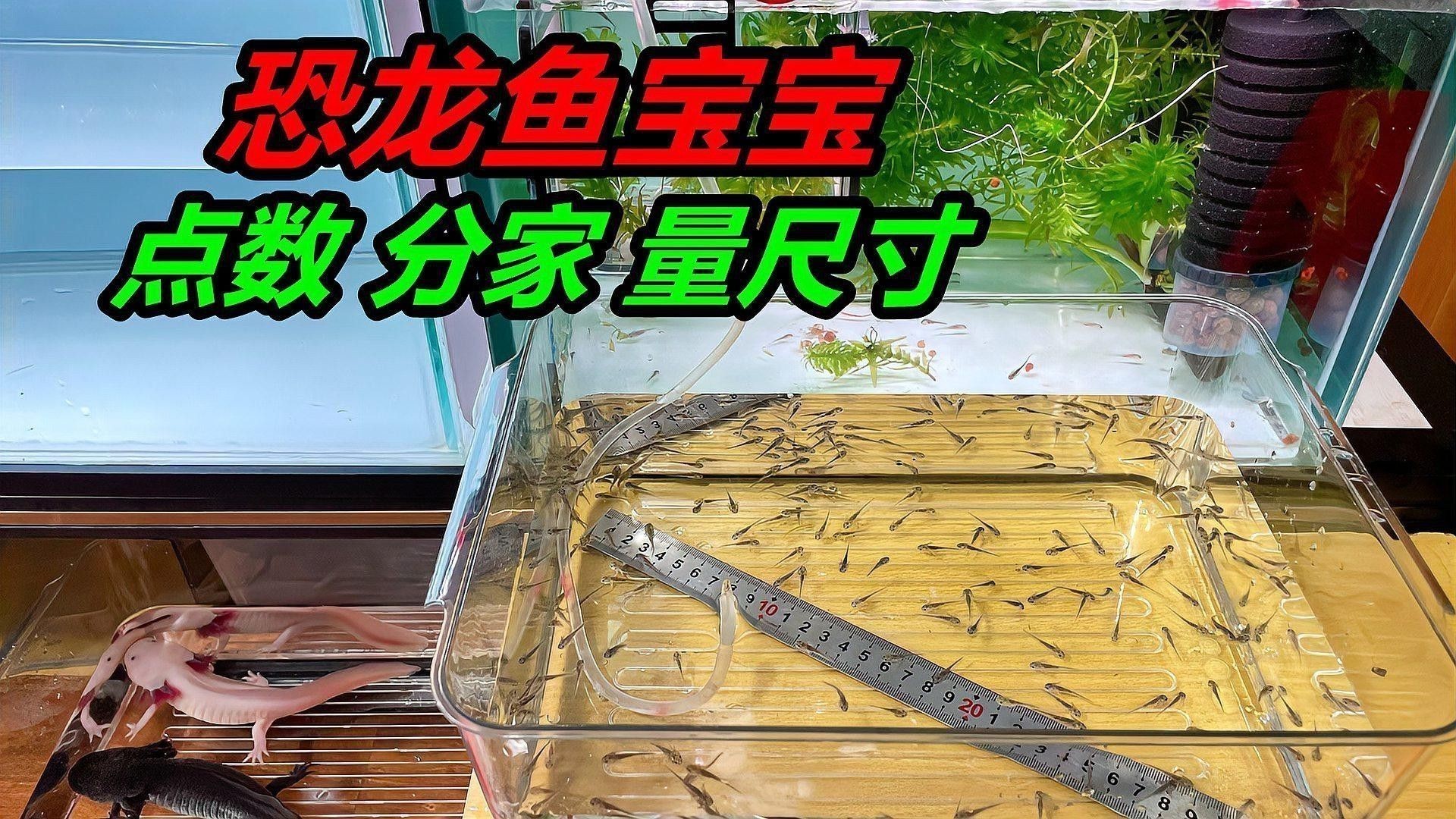 如何區分不同品種的六角龍魚？