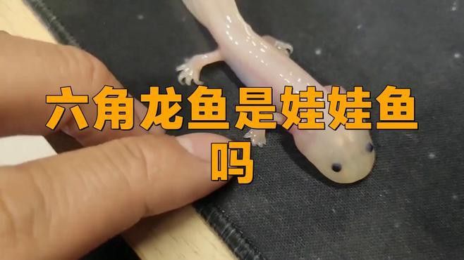 如何區分不同品種的六角龍魚？