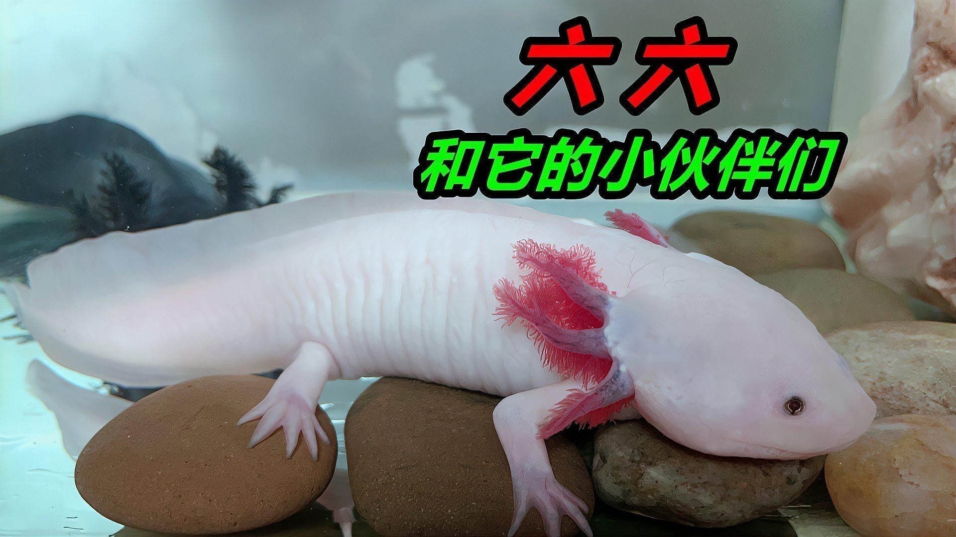 如何區分不同品種的六角龍魚？