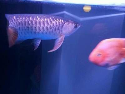 龍魚(yú)不想養(yǎng)了怎么處理，這幾種處理方式可以讓龍魚(yú)回歸自然：龍魚(yú)不想養(yǎng)了怎么辦