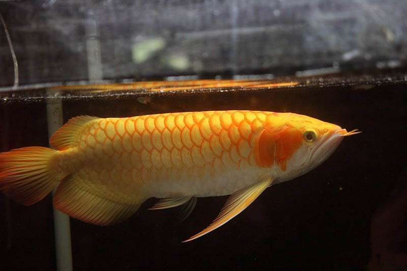 龍魚(yú)不想養(yǎng)了怎么處理，這幾種處理方式可以讓龍魚(yú)回歸自然：龍魚(yú)不想養(yǎng)了怎么辦