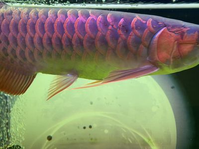 紅龍魚怎么養水：紅龍魚的飼養方法