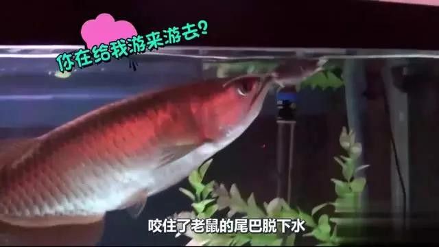 金龍魚捕食老鼠的完整視頻