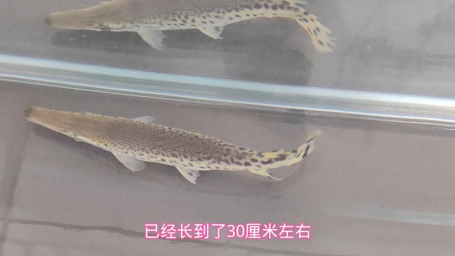 招財魚可以和銀龍魚混養(yǎng)嗎圖片欣賞大全