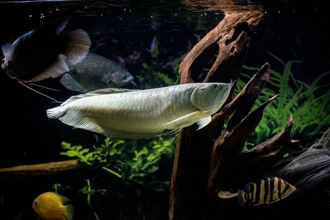 招財魚可以和銀龍魚混養(yǎng)嗎圖片欣賞大全