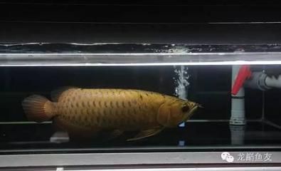 孟吉爾F1龍魚，孟吉爾f1龍魚與普通龍魚區別