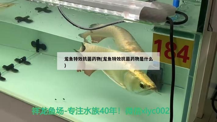 龍魚特效抗菌藥說明書圖片：龍魚特效抗菌藥使用方法及注意事項