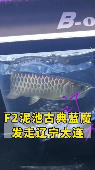 古典藍(lán)底金龍魚(yú)多少錢一包