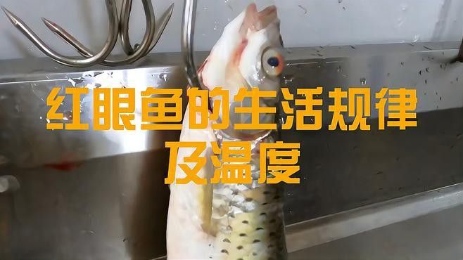 紅眼白子招財龍好養嗎？