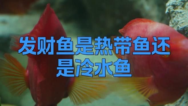 紅眼白子招財龍好養嗎？