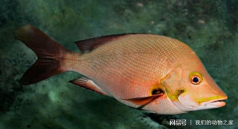 飛龍魚是什么魚類：飛龍魚是一種生活在海洋中的魚類，它們是一種值得我們關注的魚類