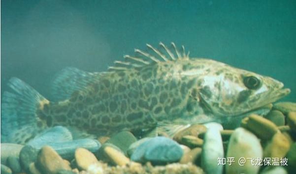 飛龍魚是什么魚類：飛龍魚是一種生活在海洋中的魚類，它們是一種值得我們關注的魚類