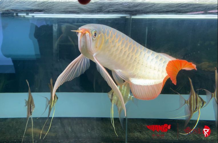 龍魚大湖魚都是下掛嗎，大湖魚的飼養技巧有哪些，如何辨別大湖魚的品質？