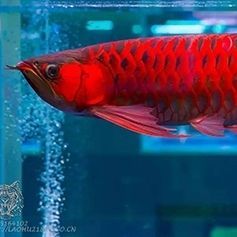 七彩神仙魚可以和金龍魚一起養嗎：七彩神仙魚可以和金龍魚一起養嗎？