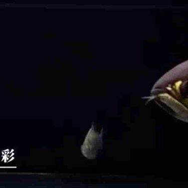 NEC潛水龍魚燈的具體型號有哪些？ NEC潛水龍魚燈的具體型號有哪些？ 龍魚百科 第3張
