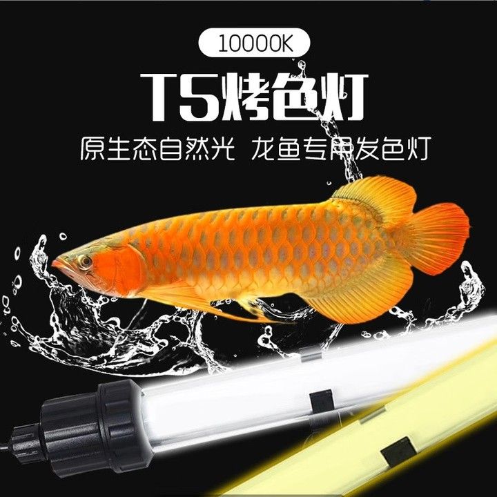 NEC潛水龍魚燈的具體型號有哪些？ NEC潛水龍魚燈的具體型號有哪些？ 龍魚百科 第5張