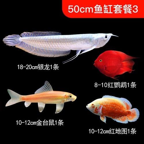 銀龍魚繁殖期間需要注意什么？