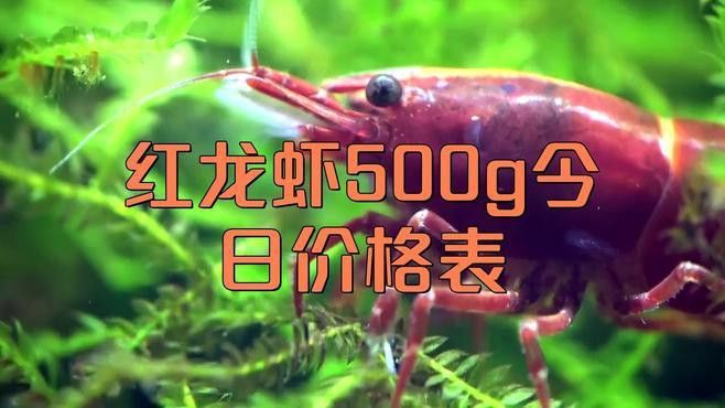 紅龍蝦的價(jià)格是多少？