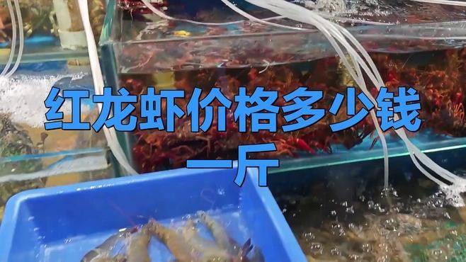 紅龍蝦的價(jià)格是多少？