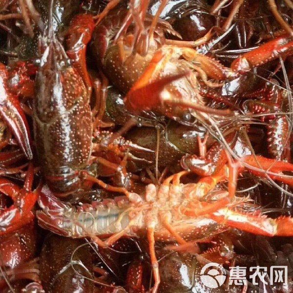 紅龍蝦的價(jià)格是多少？