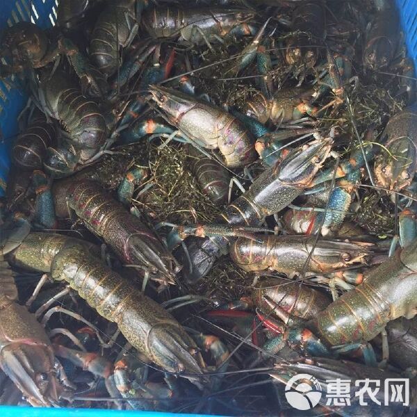 紅龍蝦的價(jià)格是多少？