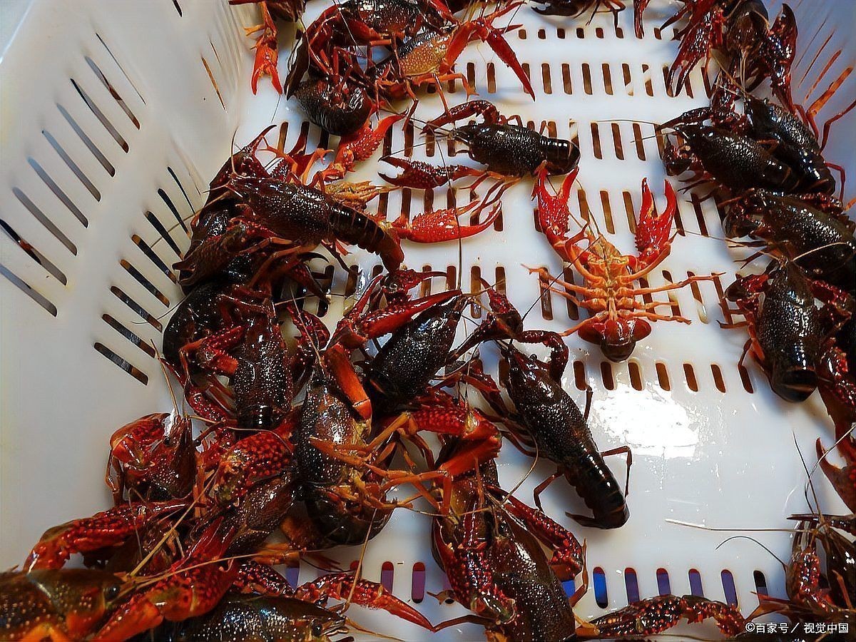 紅龍蝦的價(jià)格是多少？