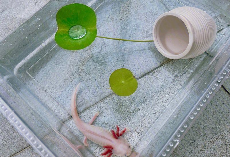 六角恐龍魚一次吃多少