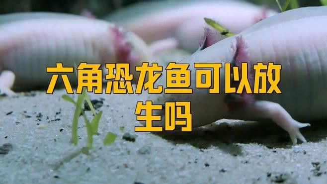 六角恐龍放生有哪些潛在風(fēng)險？