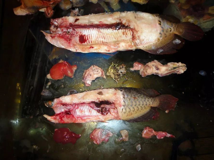泥鰍喂龍魚需要去內(nèi)臟嗎：喂食泥鰍給龍魚需要內(nèi)臟嗎，泥鰍喂龍魚需要去內(nèi)臟嗎